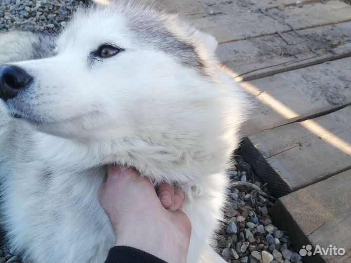 Сибирский хаски