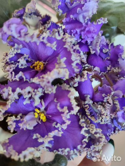 Самые красивые цветы