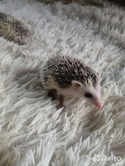 Африканский ежик
