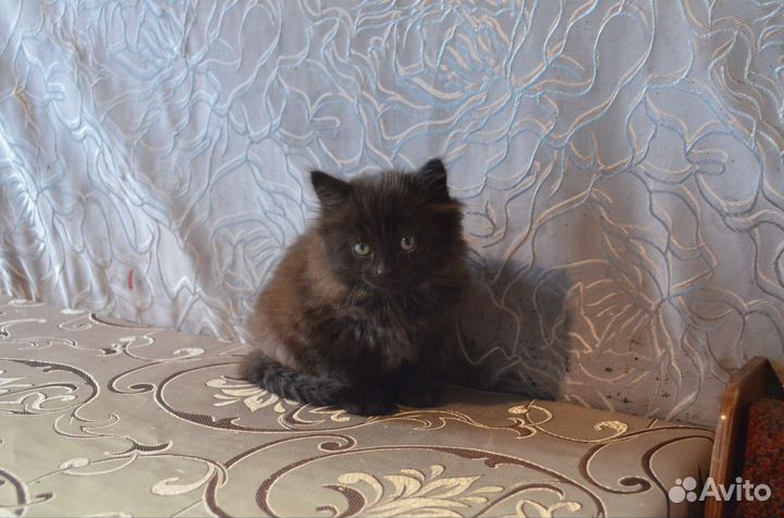 Семсь британской и с дворняжкой