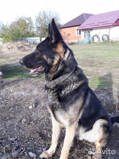 Немецкая овчарка