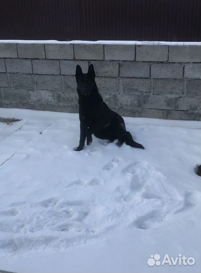 Вязка Кобель Вео