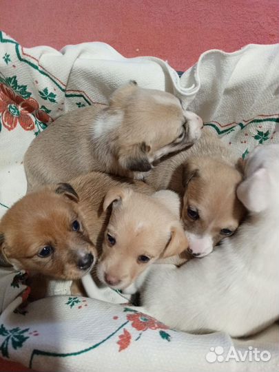 Отдаем щенков