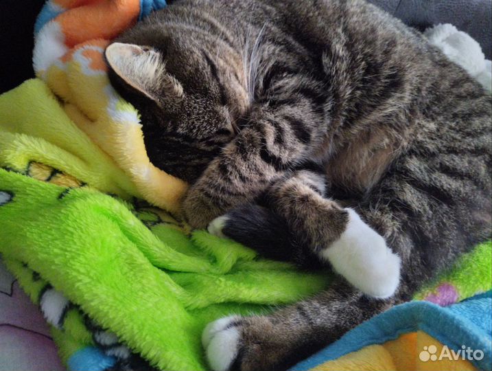 Передержка домашних животных