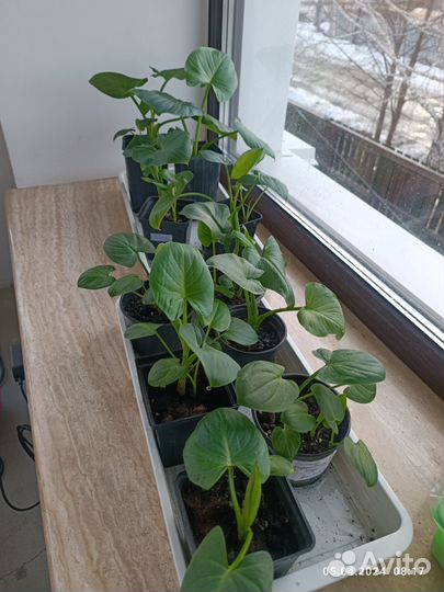 Каллы белые