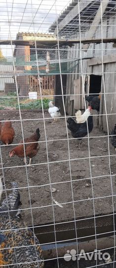 Куры несушки молодки