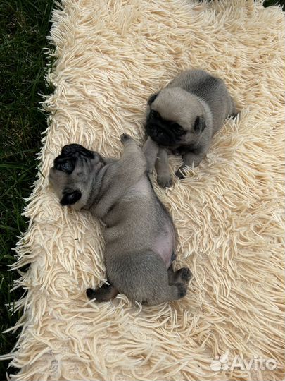 Щенки мопса