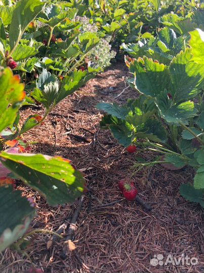 Мульча, пихтовые лапки