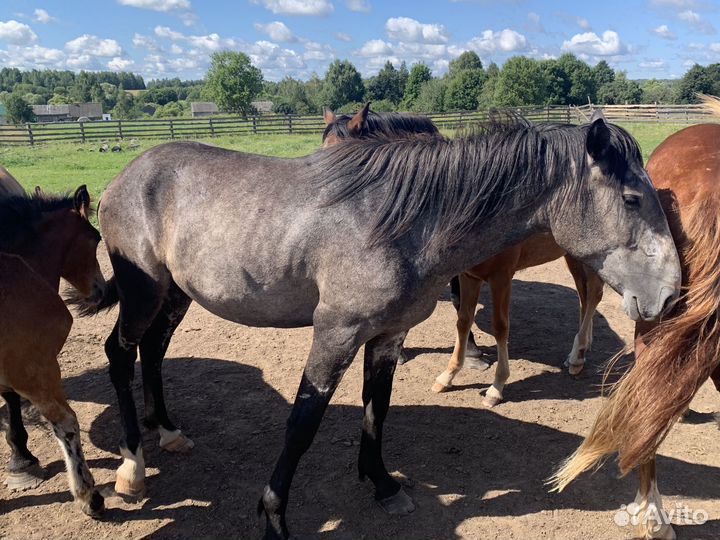 Лошади, молодые жеребчики
