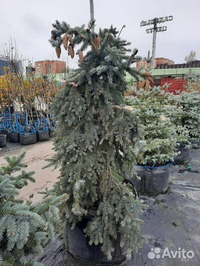 Саженцы Ель колючая голубая Glauca Pendula