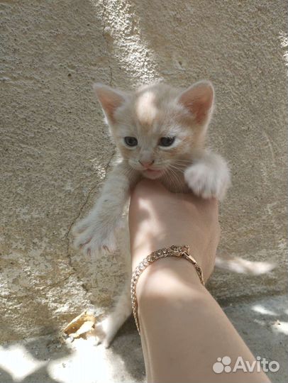 Кошка в дар