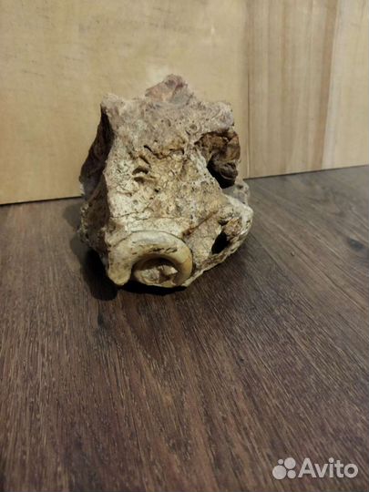 Природный камень с окаменелой раковиной