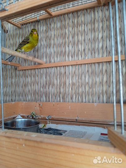 Кенара и канарейки