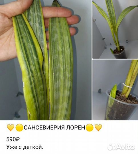 Комнатные растения