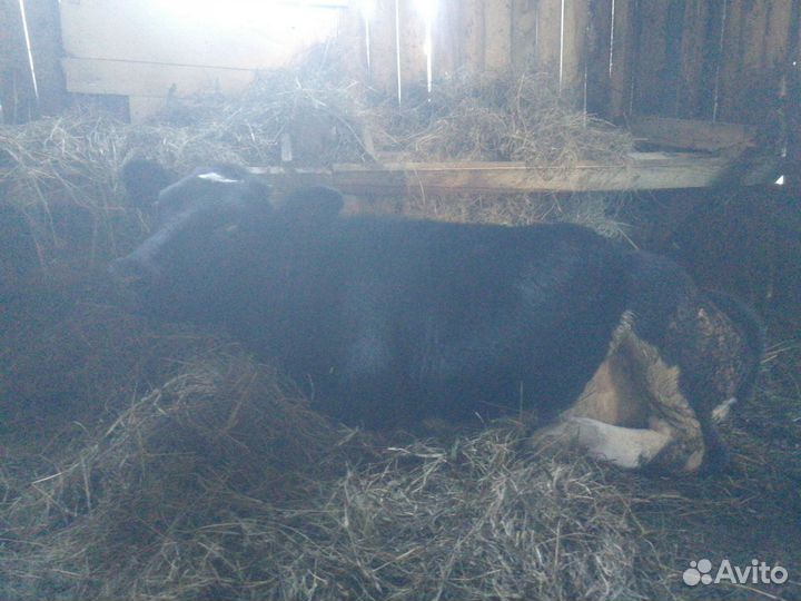Продам телушку 6 месяцев