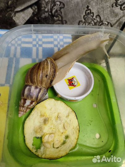 Улитки ахатины