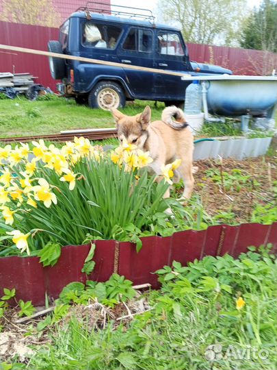 Щенки лайки западно сибирской