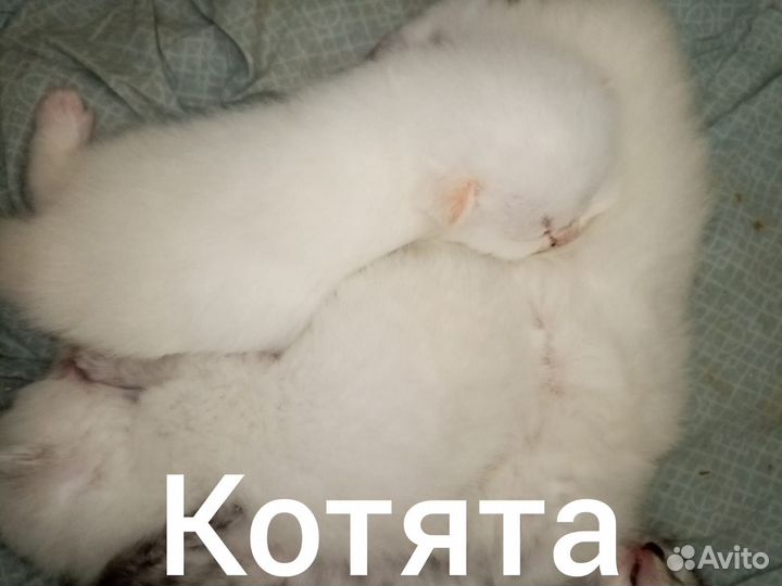 Шотландские котята