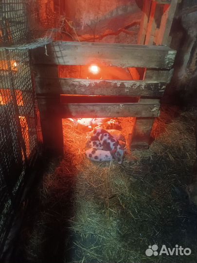 Продажа поросят