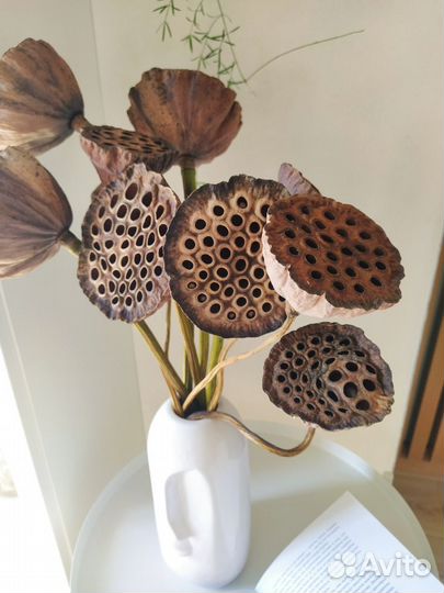 Лотосы сухоцветы