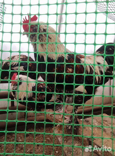 Молодые петушки