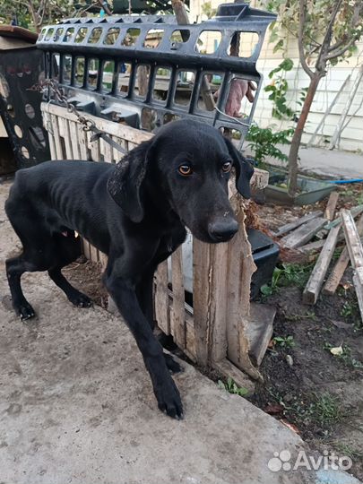 Собаки бесплатно