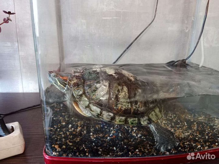 Красноухая черепаха