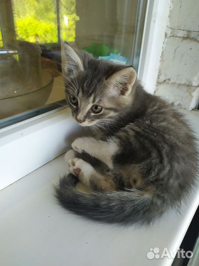 Отдам кота в добрые руки