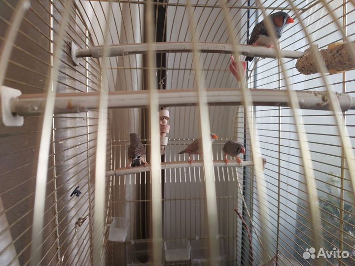 Зебровые амадины