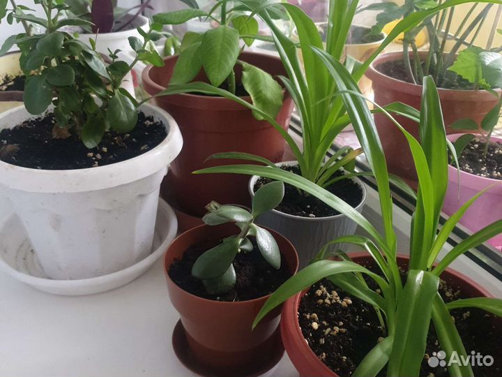 Комнатные цветы