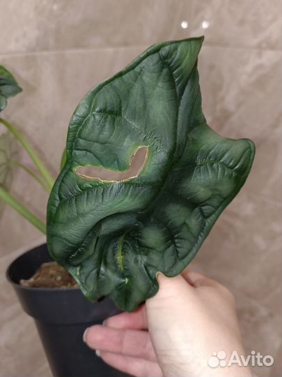 Алоказия Dragon scale