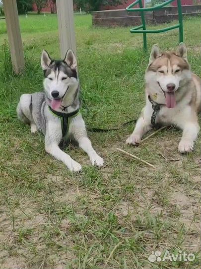 Щенки сибирской хаски девочка