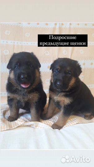 Продам щенков немецкой овчарки