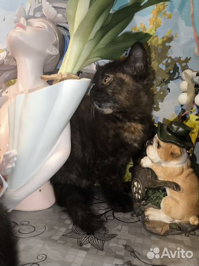 Котята британские