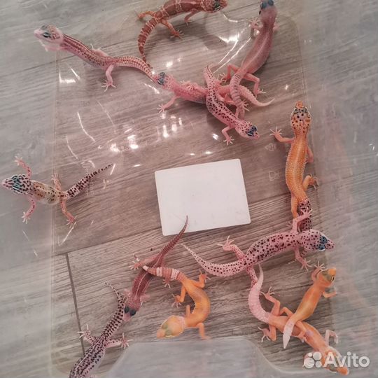 Геккон эублефар