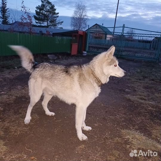 Собаки бесплатно в добрые руки