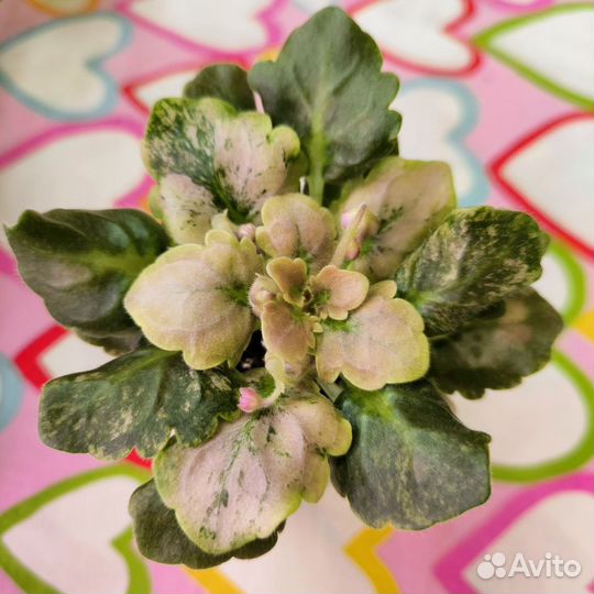 Сортовые фиалки мини