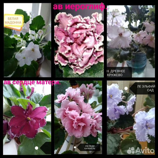 Фиалки, лист, срез