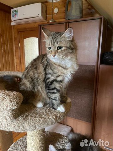 Шикарные сибирские котята объявление продам