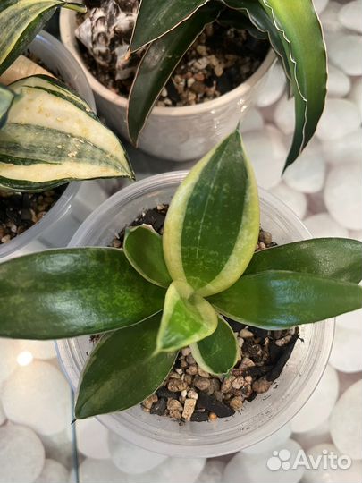 Сансевиерия сортовая