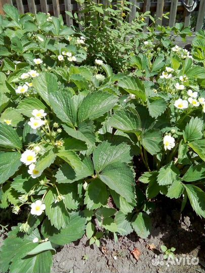 Продам рассаду Виктории