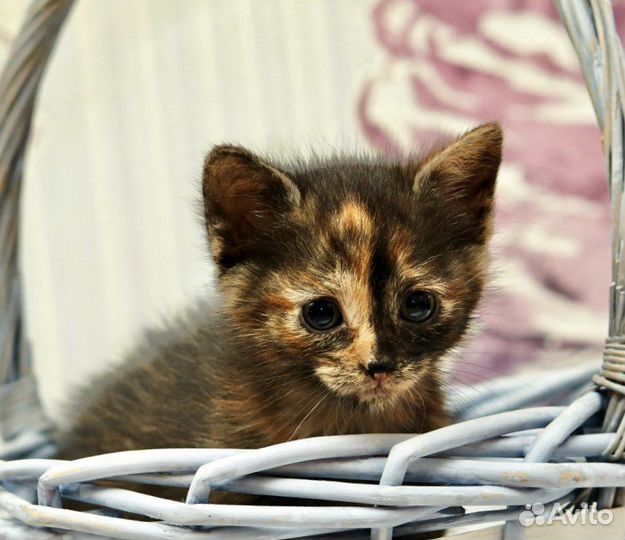 Необычайная Трехцвеная Черепашка ищет дом