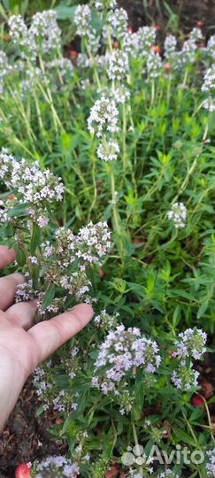 Пряные травы: Мята, чабрец, розмарин