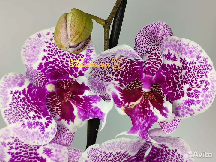 Фаленопсис биг лип единорог
