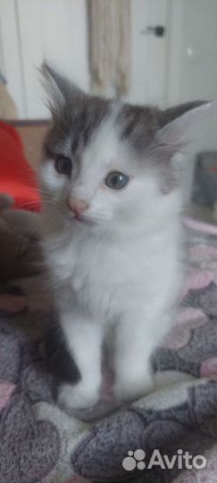 Кошка