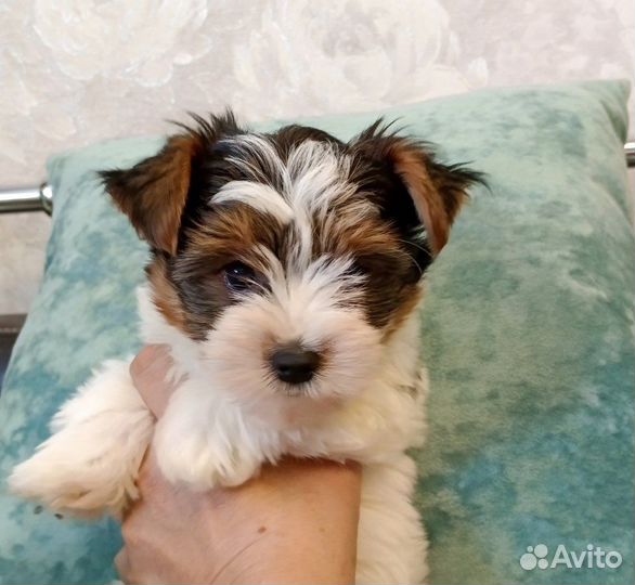 Бивер мальчик с документами