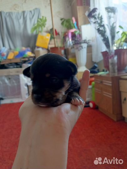 Щенки чехуахуа