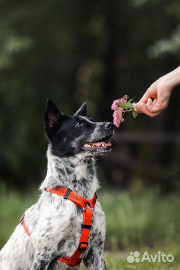 Собака молодая