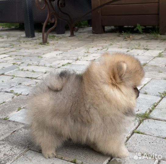 Померанский шпиц мини девочка