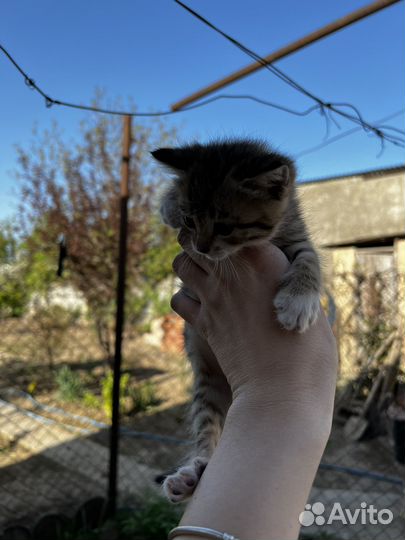 Котята в добрые руки даром бесплатно